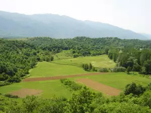 Марокански скакалци в пустеещи земи в Петричко