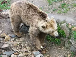 Мечка нападна животни на Яне Янев край Сандански