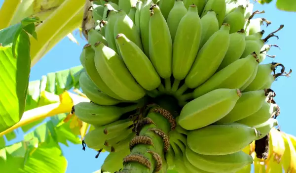 В Микрево растат банани