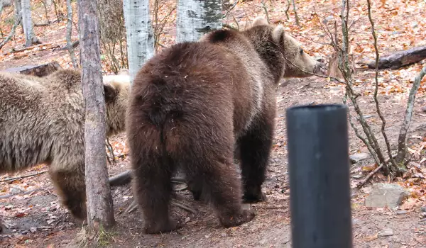 Мечки в Белица