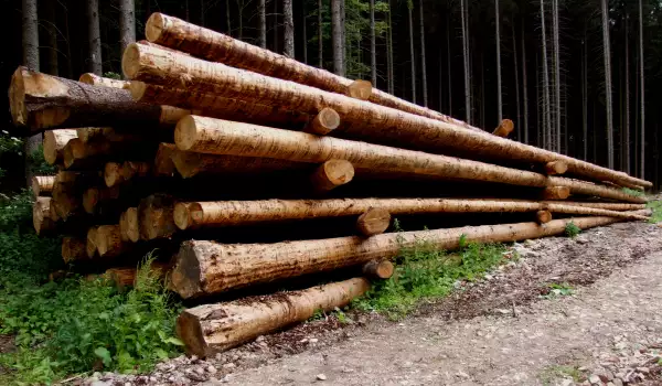 Отрязани дърва