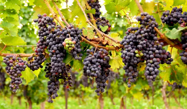 Валежи отлагат гроздобера в Пиринския край