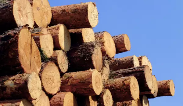 Проблем с дървата за огрев в Петричко