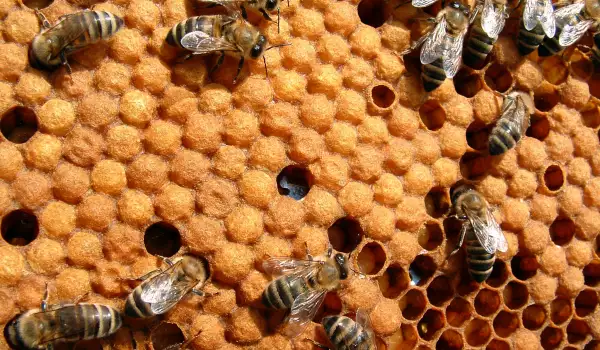 Ужилване от пчели