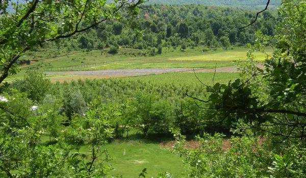 Пожари изпепелиха горски насаждения и храсти